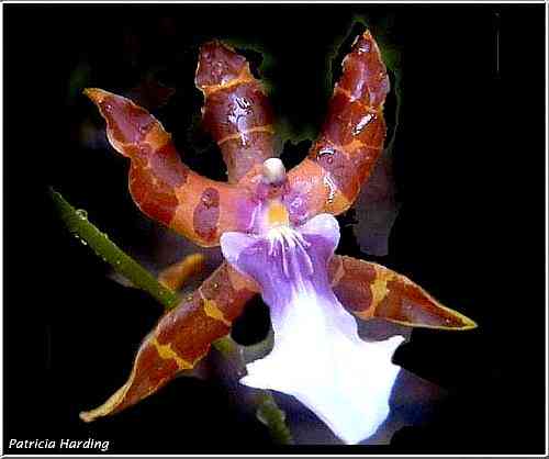 Miltonia clowesii 'Dark One'